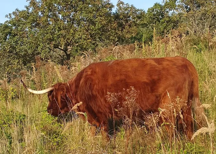 Гостевой дом Cozy Garden House Kijkduin 3*