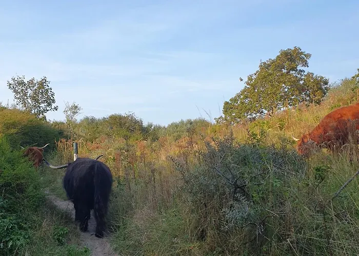 Гостевой дом Cozy Garden House Kijkduin 3*