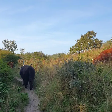 게스트하우스 Cozy Garden House Kijkduin 3*